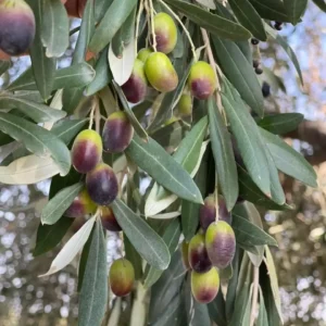 WhatsApp Image 2026-01-10 at 4.03.39 AM_11zon