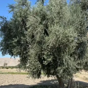 WhatsApp Image 2026-01-10 at 4.03.40 AM_11zon