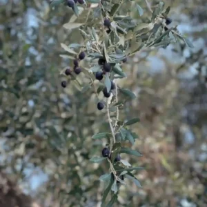 WhatsApp Image 2026-01-10 at 4.03.41 AM (1)_11zon