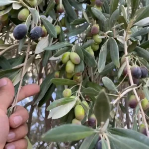 WhatsApp Image 2026-01-10 at 4.03.42 AM_11zon